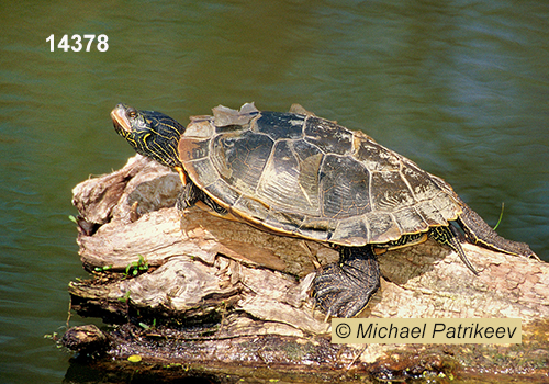 Common Map Turtle (Graptemys geographica)